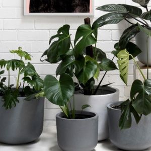 Meet your Posher, Evelyn